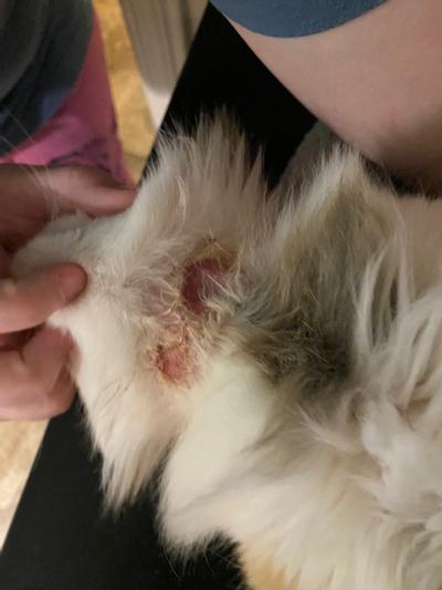 SENTRY PurrScriptions Flea Tick Collar for Cats reviews Chewy