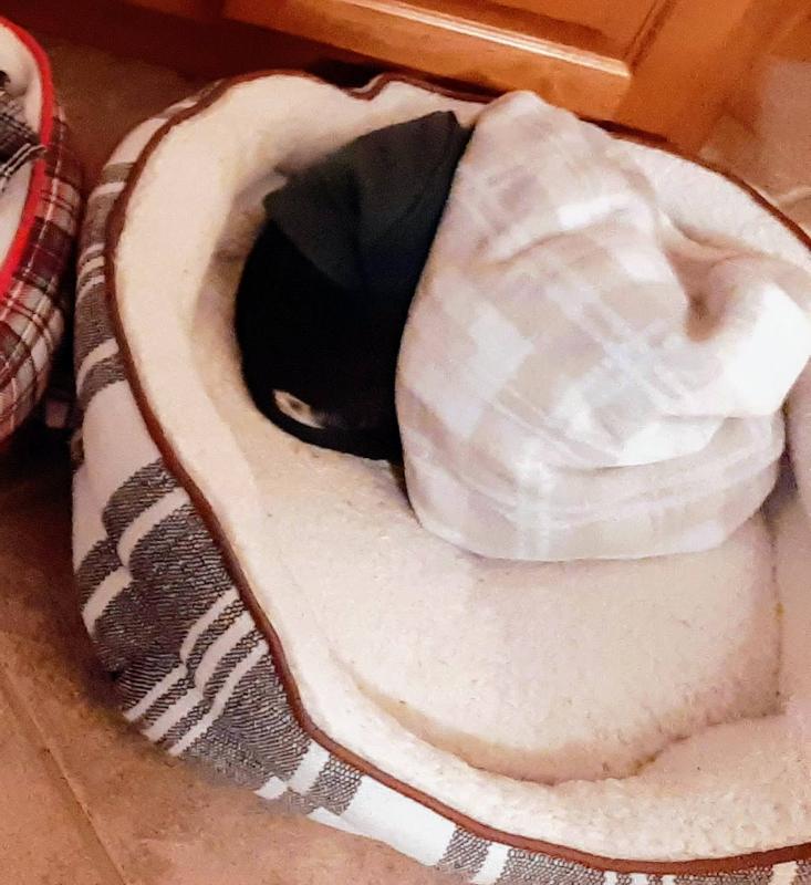 6 lb chi in small Farmhouse bolster bed