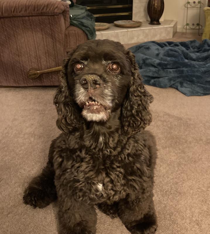 Baxter 12 1/2 years. Loyal and faithful friend!