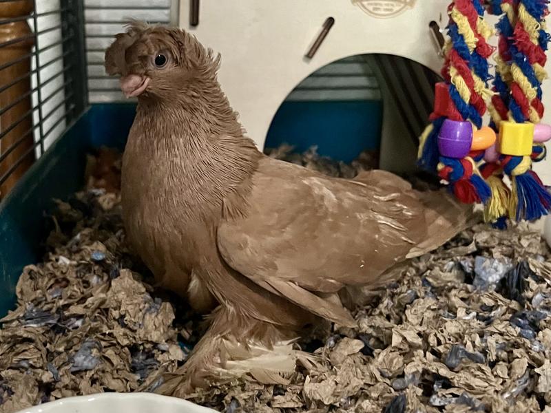 A pigeon enjoys resting in fresh bedding