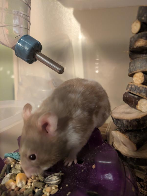 Chocolate Moose going ham on that Forti-Diet!