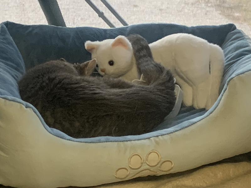 Olivia loves the bed!