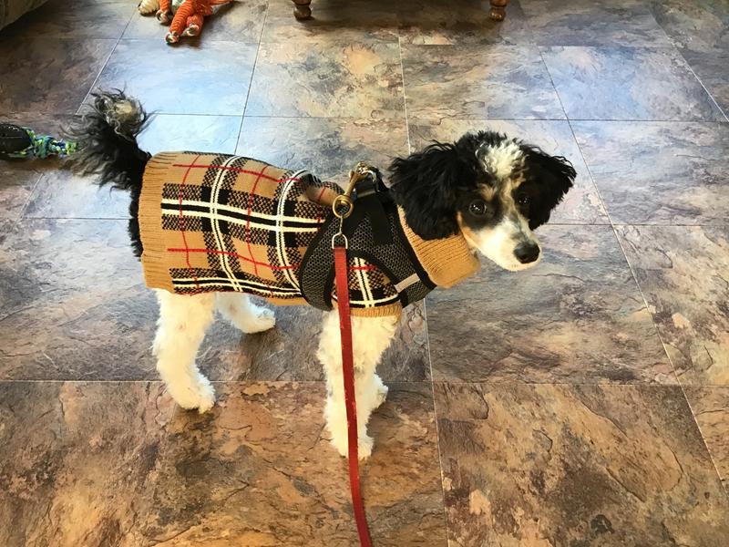 Ready for morning walk