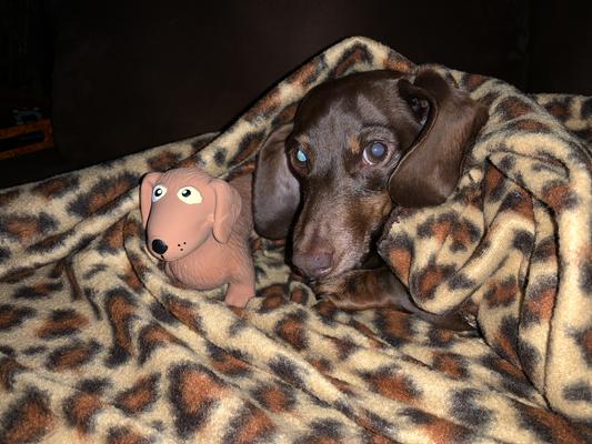 Josie got a new baby