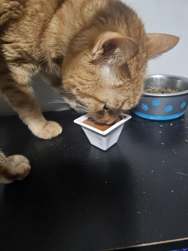 FANCY FEAST Gems Mousse Salmon, Tuna, Chicken, & Beef Halo of Savory