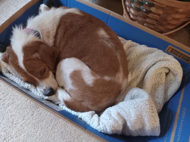 Who wants a real bed? WE love boxes