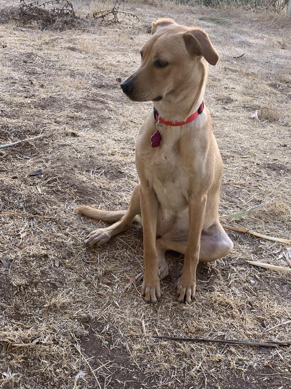 My newly adopted dog Sandy