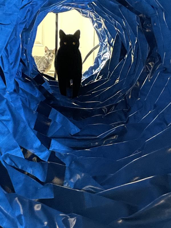 If the dog won’t use the tunnel, the cat will.