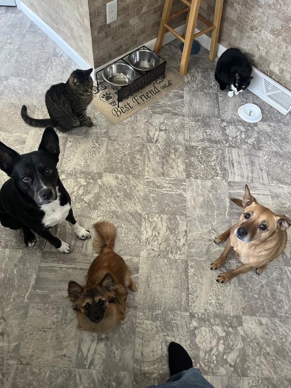 They know it’s dinner time.