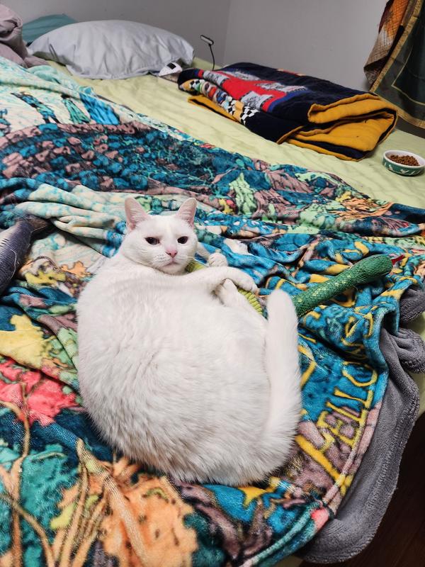 Playing with her snek friend on the bed