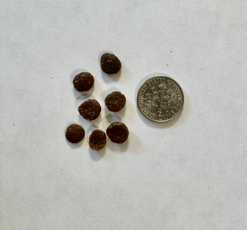 Kibble size comparison with a dime