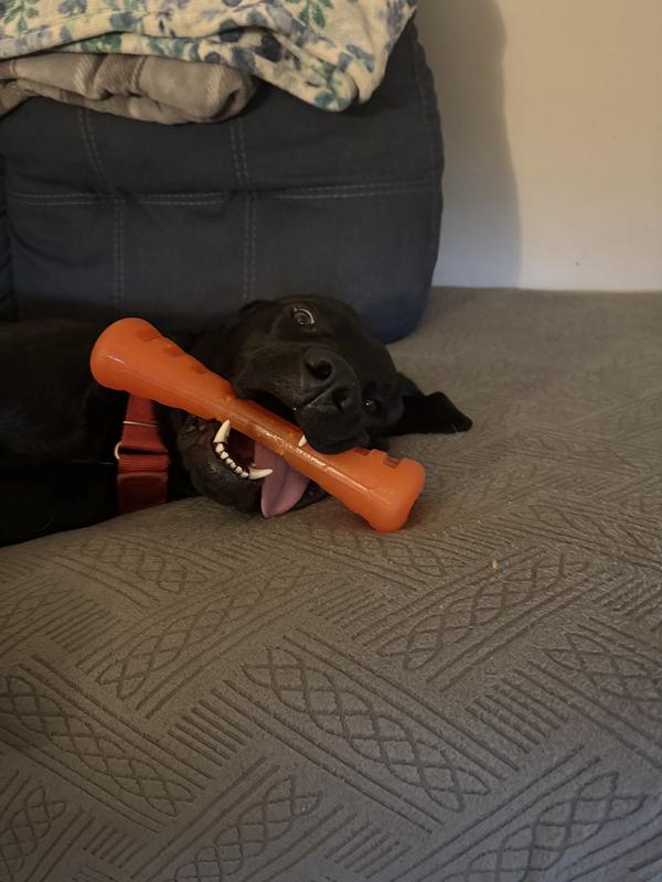 Nightly chew session