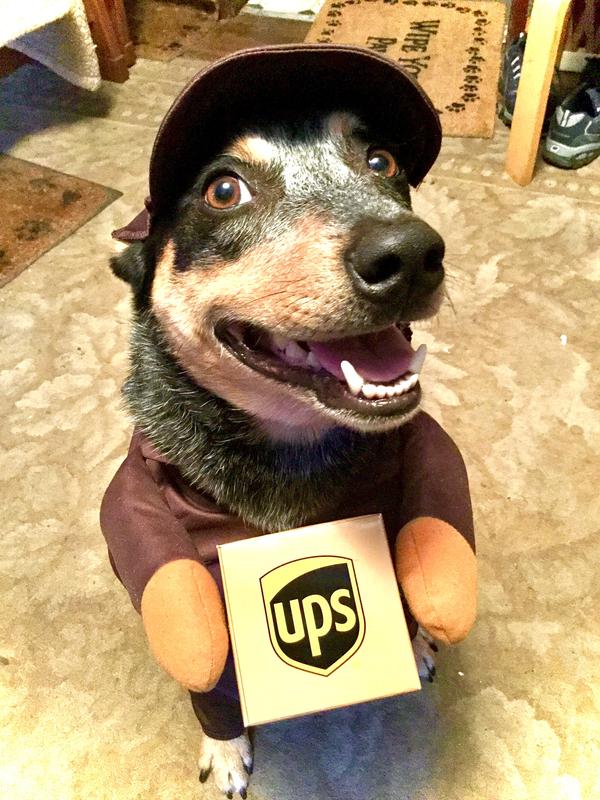 Ups dog outlet outfit