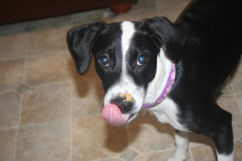 A picture of penny and her new collar!