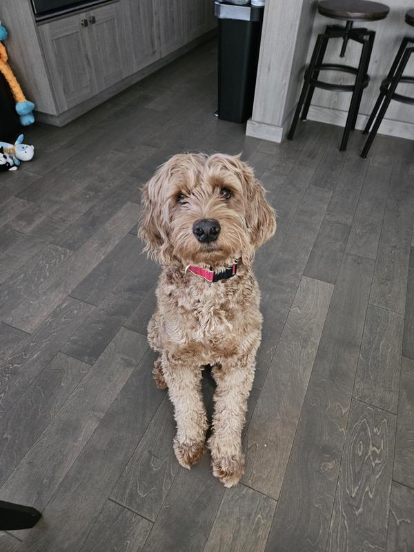 Waiting for his peanut butter pretzel trea