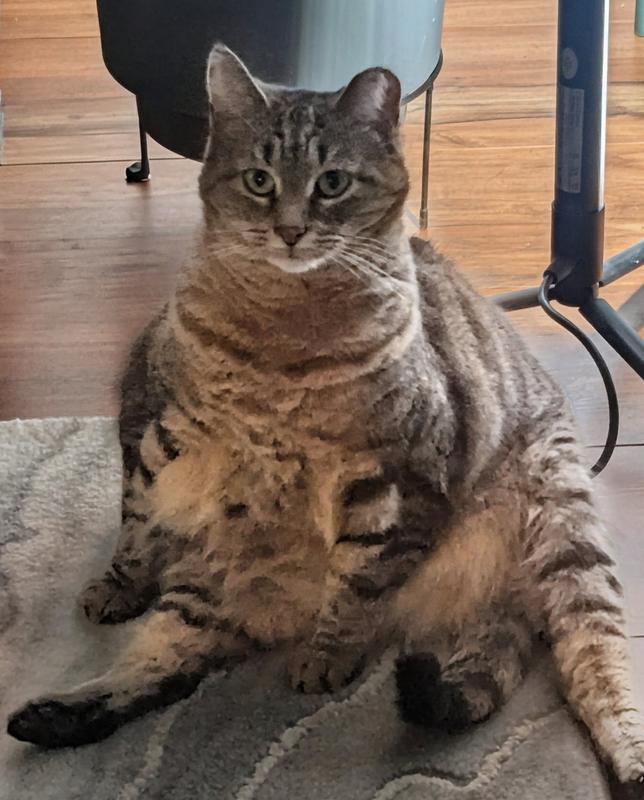 Happy chunky Starla