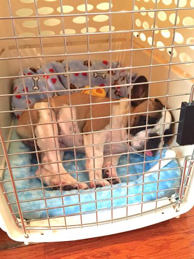 He loves his crate!