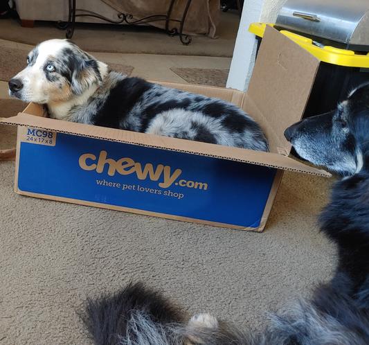 No prompting to get in box, he loves chewy deliveries!