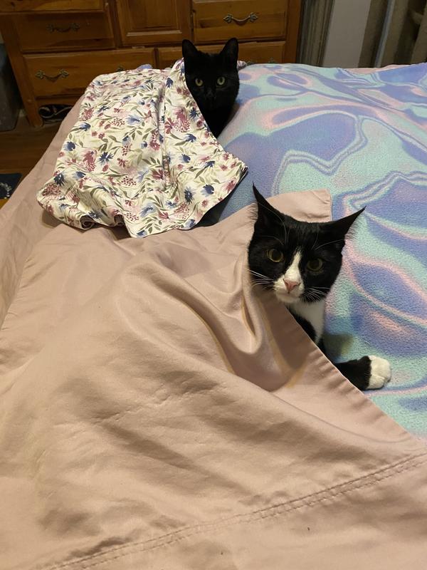 Bunny and Delta all tucked in after dinner