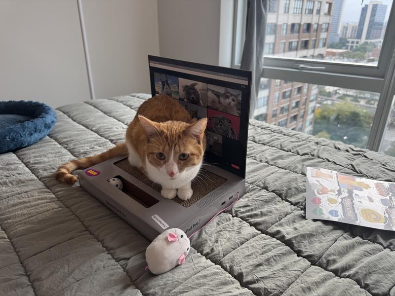 Lily on the computer