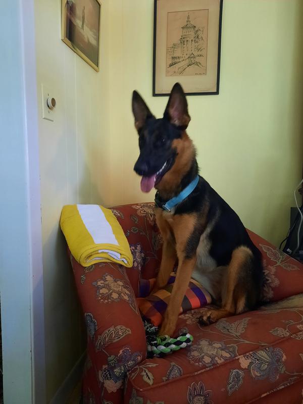 Zoey with a full belly!