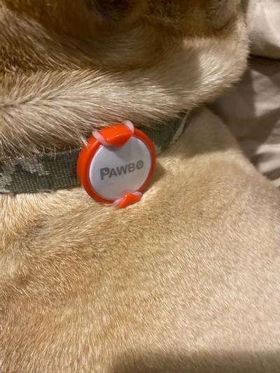 pawbo ipuppy go