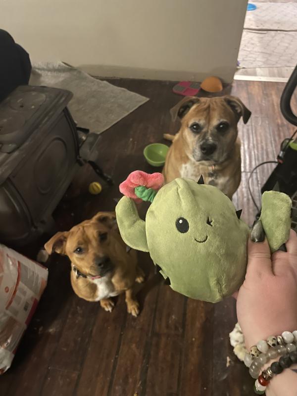 Product Reviews for BARK Cactus Rip & Reveal Squeaky Plush Dog Toy, Green