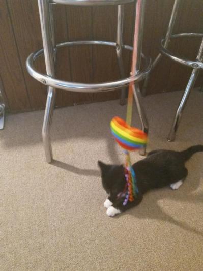 pride cat toys