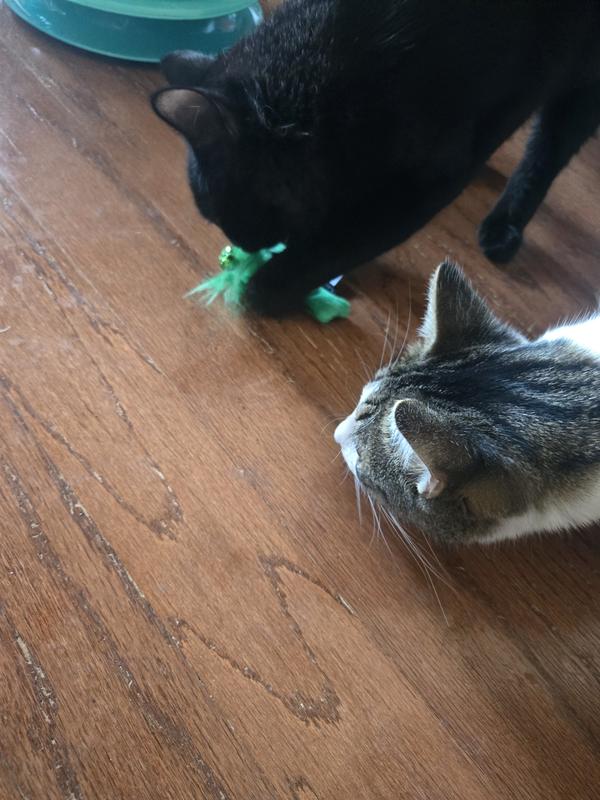 All of my babies want the new toys