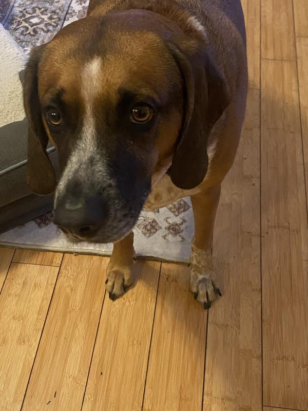 Begging after walk for jerky