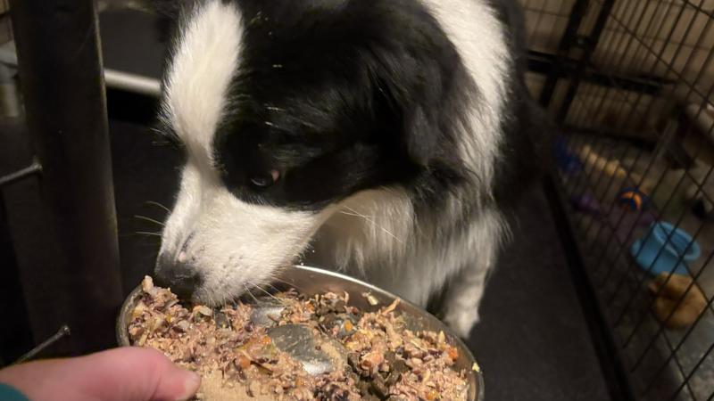 Mixed with his normal kibble for an extra treat