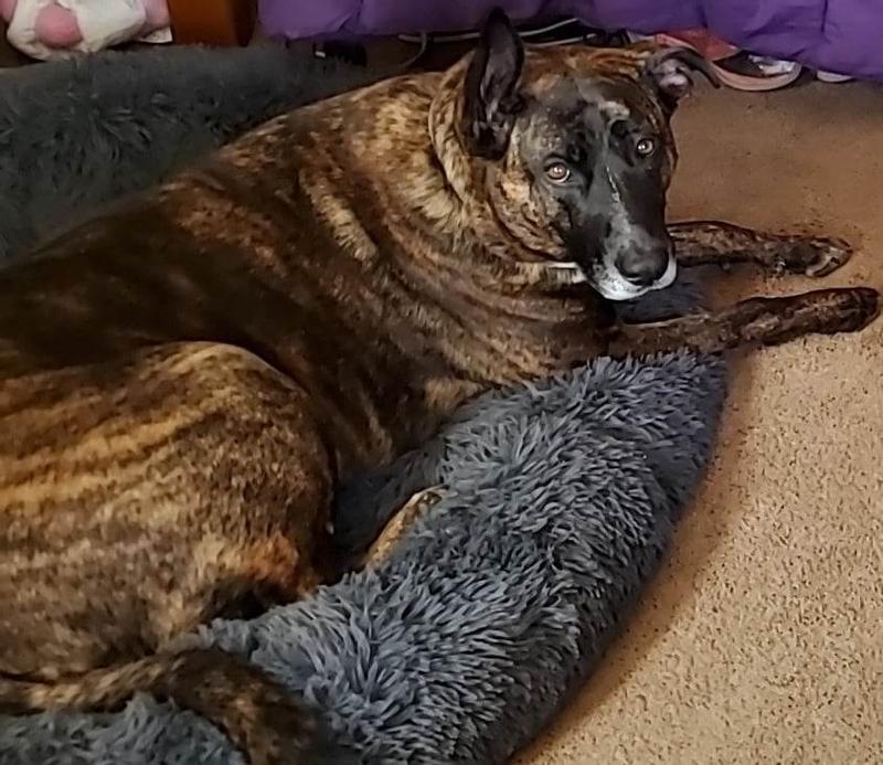 Molly, 95# Dutch Shepard.