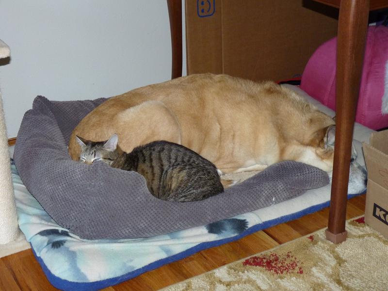 Poor Mocha was so grumpy when Java took over the bed that he had to wedge himself in with her!