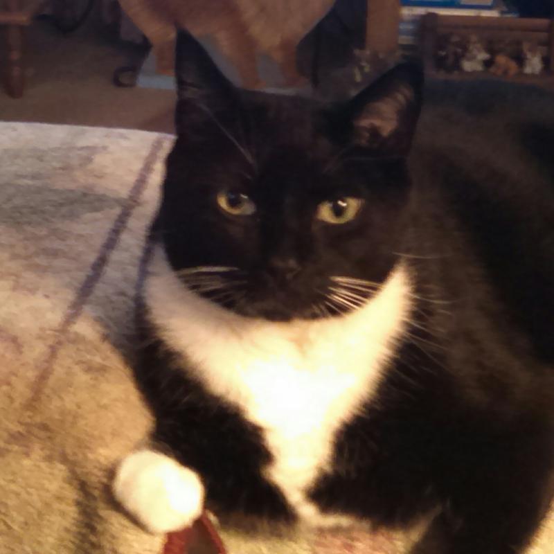 Mooch my rescue cat.