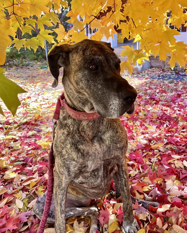 Doctor Spotty™ Pumpkin Spice Dog Dental Chews