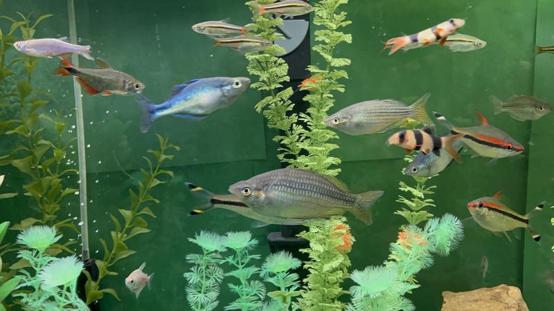 Run this on my rainbow tank