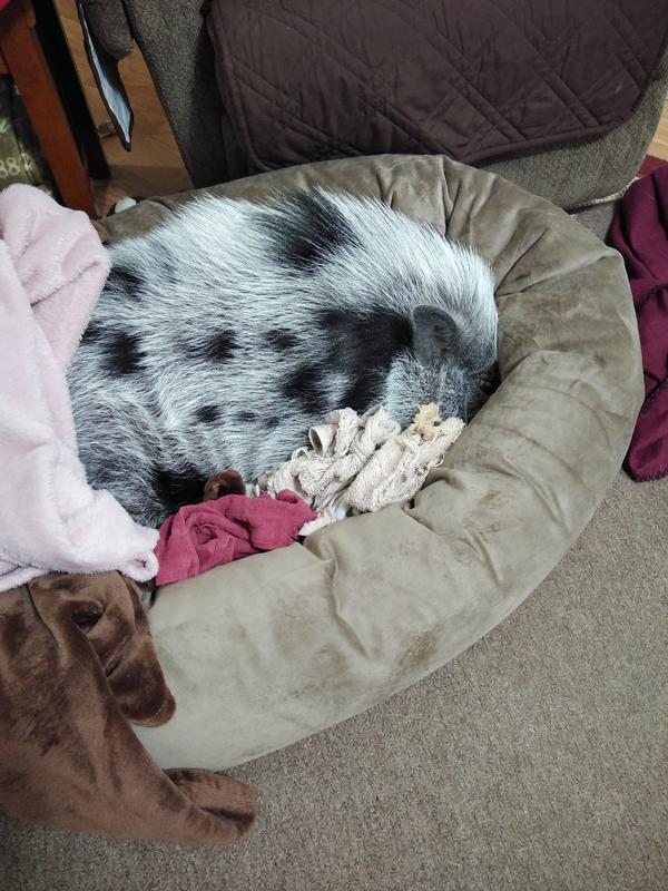 FRISCO Velvet Round Bolster Dog Bed w/Removable Cover, Gray, XLarge