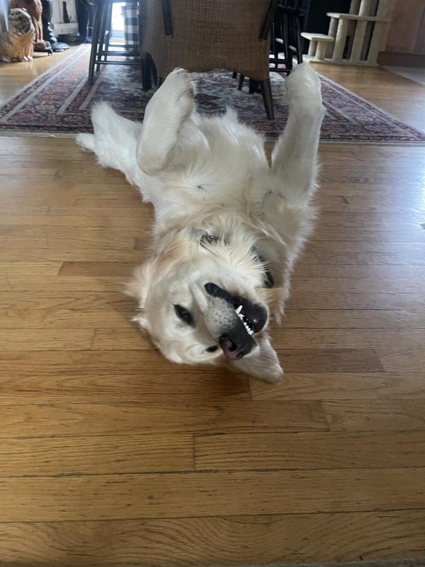 Royal being a goober