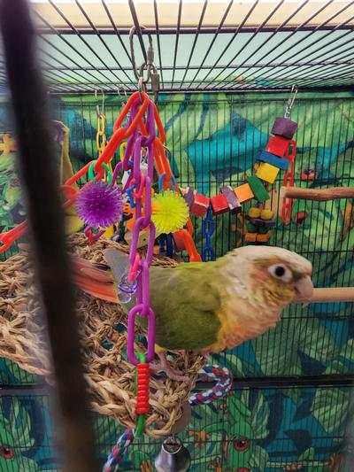 Yoda Bird green cheek conure