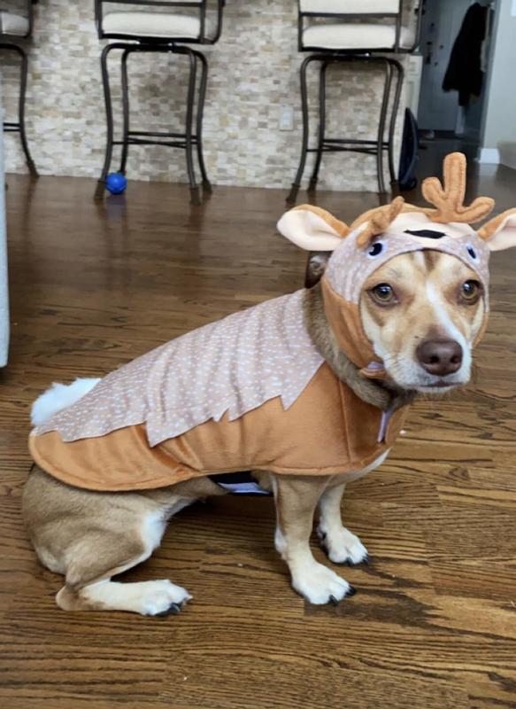 Deer costume hotsell for dogs