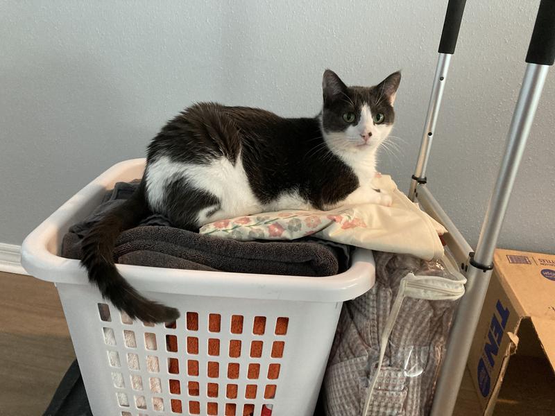 Jonah, relaxing on top of the laundry basket.