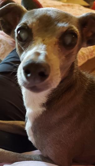 My Romeo, he is blind as well. He is a love bug.