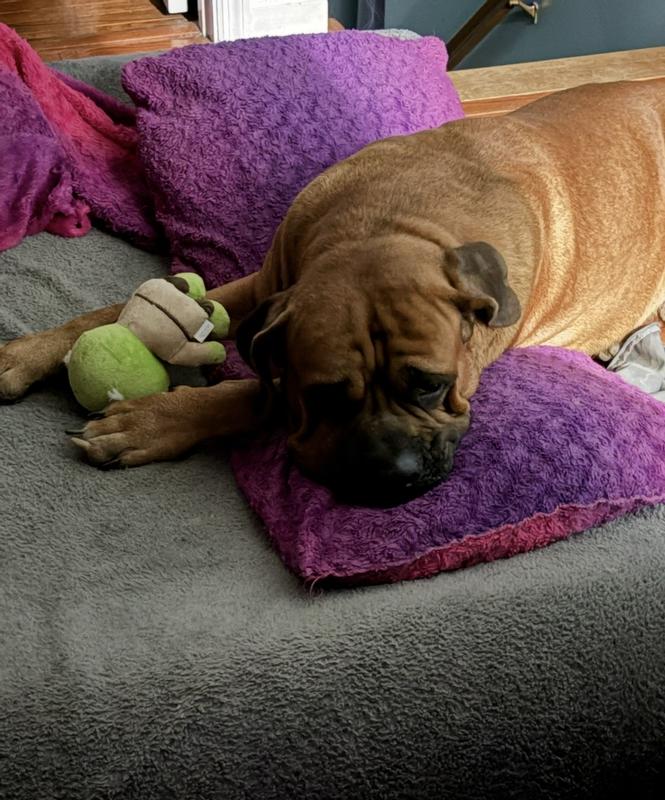 Big dogs love little things too