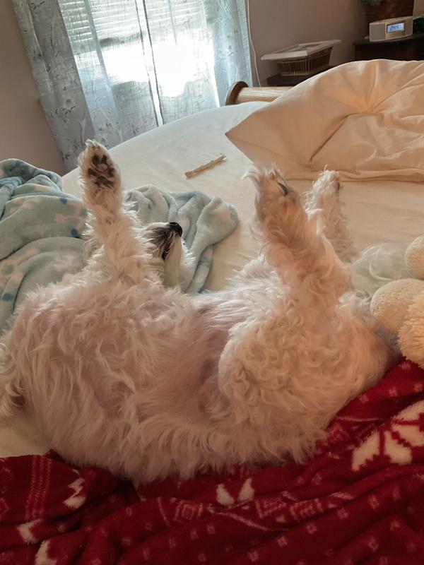 Cooper is totally relaxed 🫶🏼