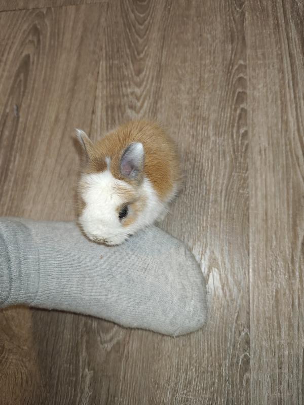 One bite would have killed my little Dot.