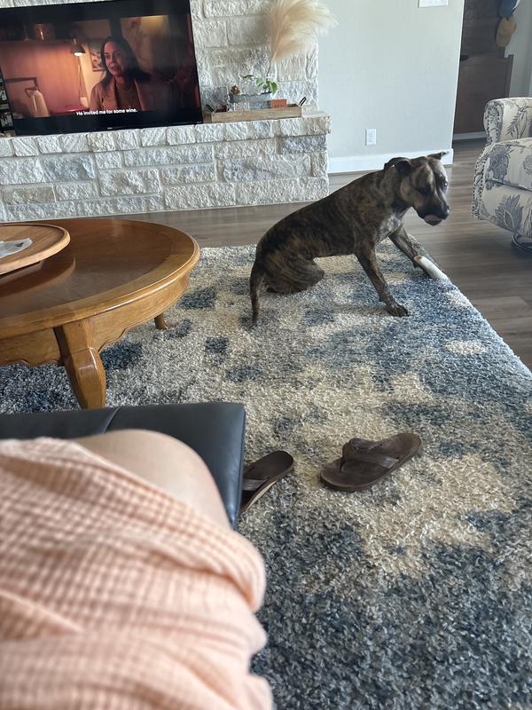 Armadillo loving his bone!