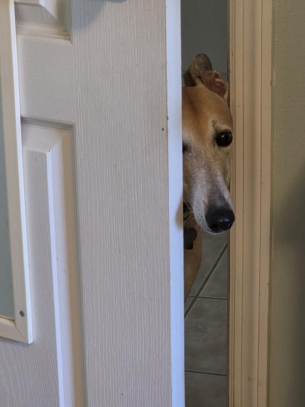 My dog trying to get a taste, smells so good!