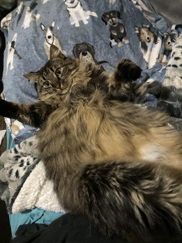 5yr. Maine Coon 18 -20  lbs.