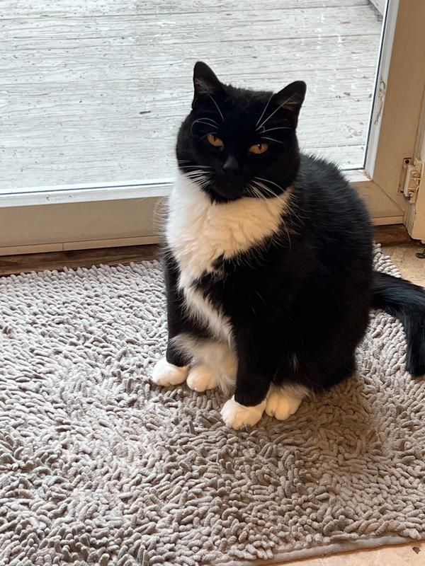 Olive waits for a treat after her dose!