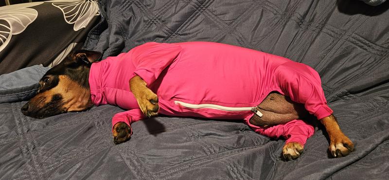 Size small. 19 pound minpin mix.